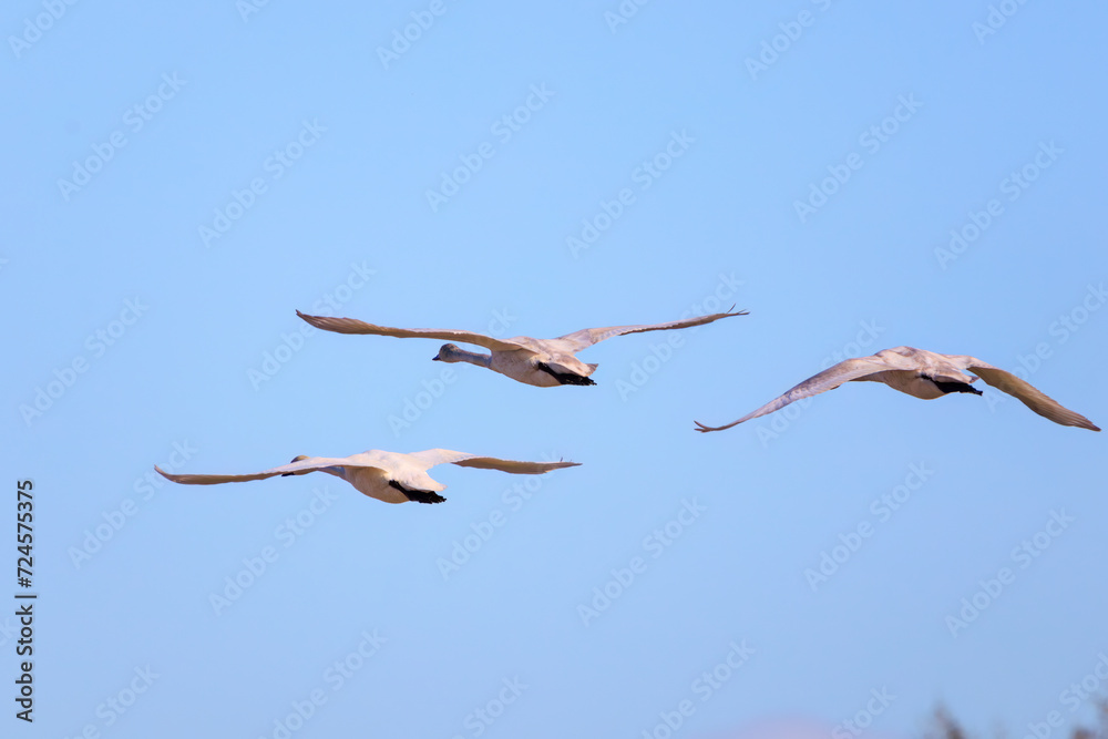 Fototapeta premium 早朝、ねぐらから一斉に飛び立つ美しいオオハクチョウ(ガンカモ科)の群れ。日本国栃木県栃木市、渡良瀬遊水地にて。 ラムサール条約登録地。 2024年1月27日撮影。A flock of beautiful whooper swans (Cygnus cygnus, family comprising Anatidae) flying simultaneously from their roo