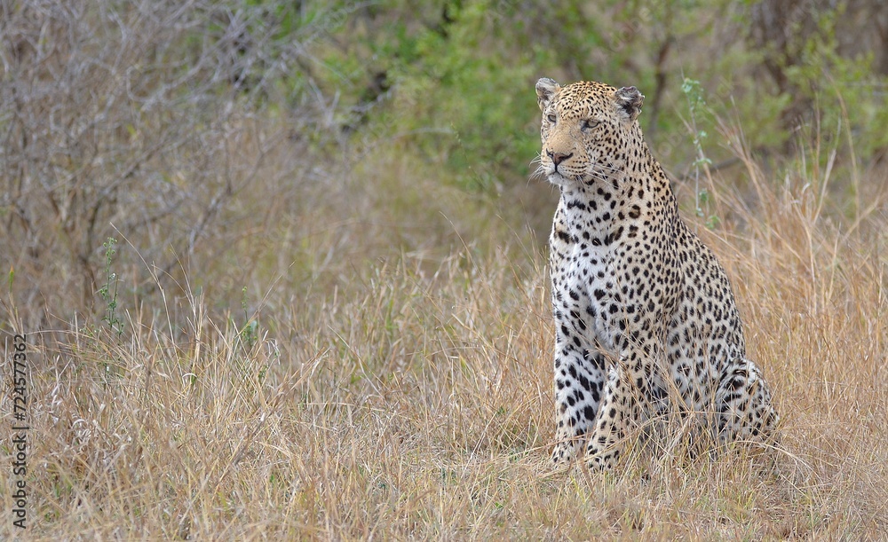 Obraz premium leopard in the grass