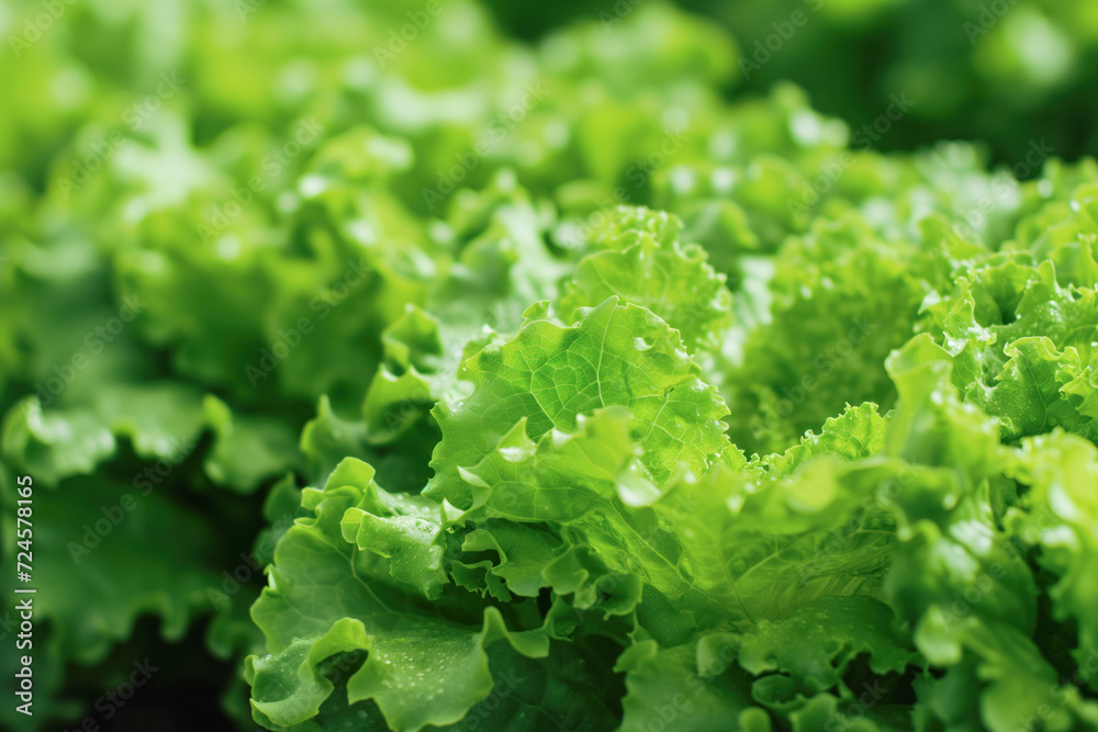 Fresh green lettuce leaves Fresh green lettuce leaves