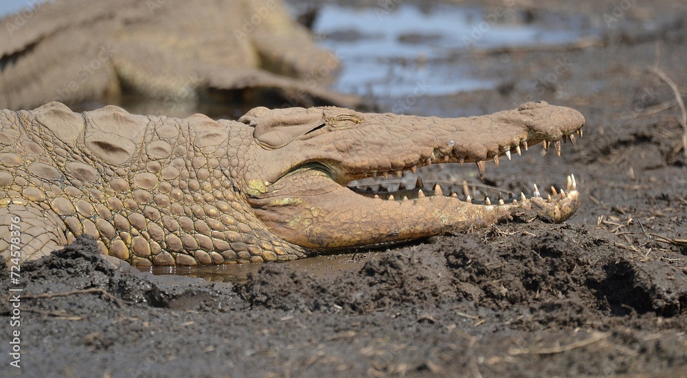 Fototapeta premium crocodile in the sand
