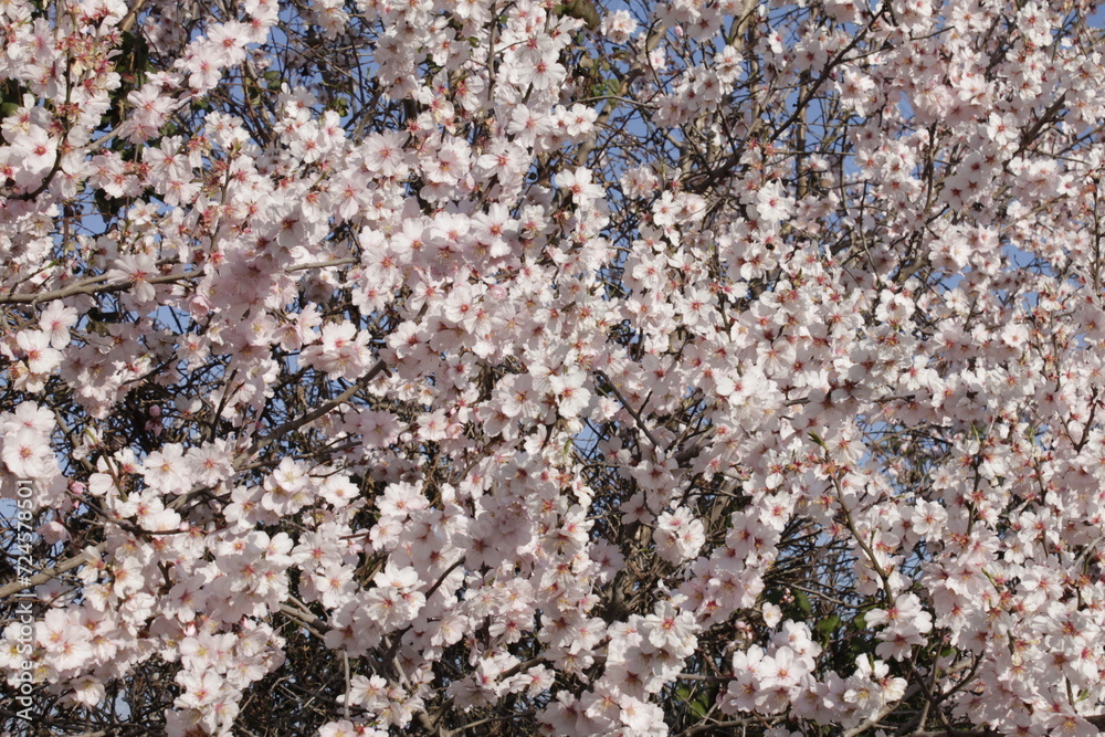 almond trees in bloom, with the detail of the flowers and their beautiful blossoms against the blue background of the sky. almond trees in bloom, with the detail of the flowers and their beautiful blossoms against the blue background of the sky.