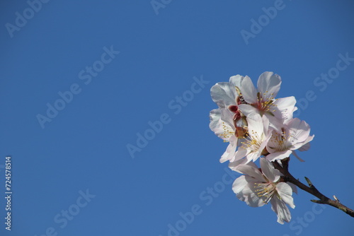 almond trees in bloom  with the detail of the flowers and their beautiful blossoms against the blue background of the sky. 