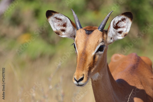 Fototapeta Naklejka Na Ścianę i Meble -  Schwarzfersenantilope / Impala / Aepyceros melampus.