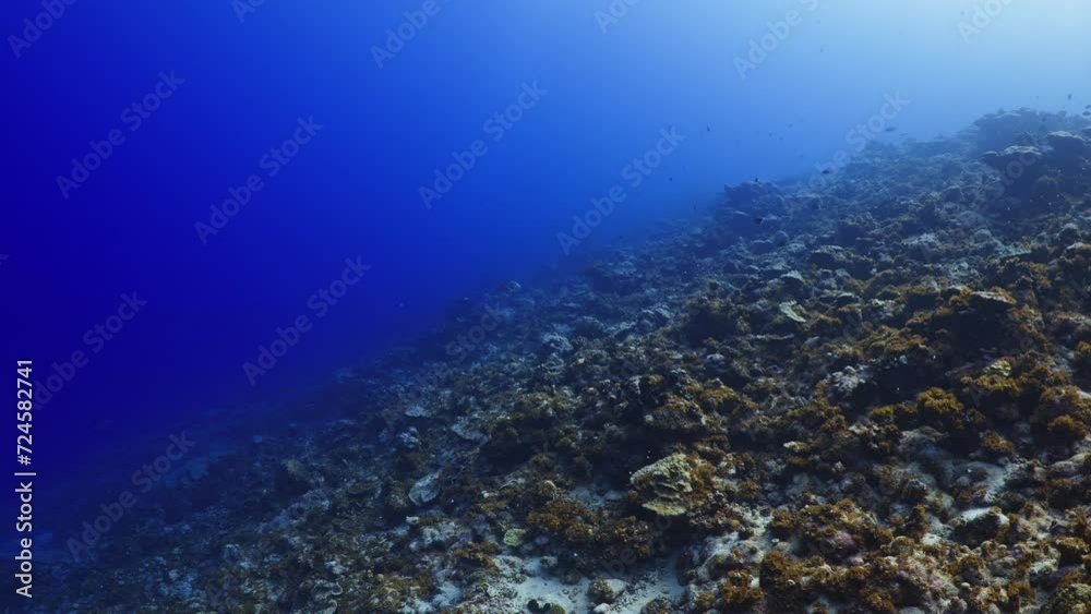 Plumed, trevially in the blue in the atoll of Fakarava in the French Polynesia in the middle of the South Pacific Plumed, trevially in the blue in the atoll of Fakarava in the French Polynesia in the middle of the South Pacific