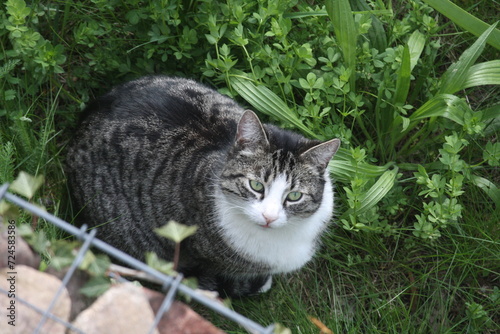 Wallpaper Mural grau getigerte junge Katze Torontodigital.ca