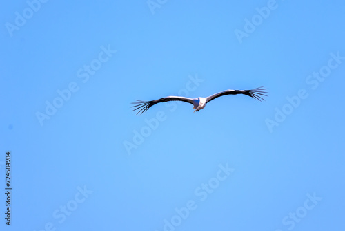 飛翔する美しく大きなコウノトリ（コウノトリ科）。

日本国栃木県栃木市、渡良瀬遊水地にて。
ラムサール条約登録地。
2024年1月27日撮影。

Beautiful and big Oriental White Stork (Ciconia boyciana, family comprising storks) in flight.

At WATARASE Retarding Basin, To photo