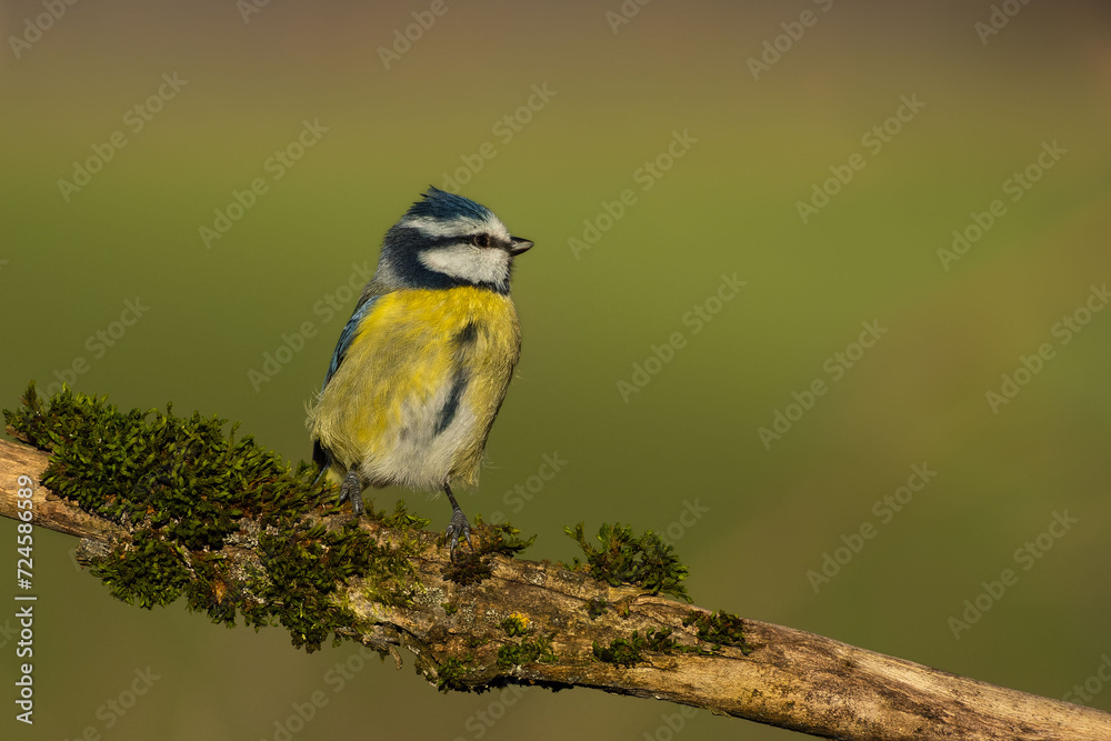 Obraz premium Beautiful blue tit is posing on a branch