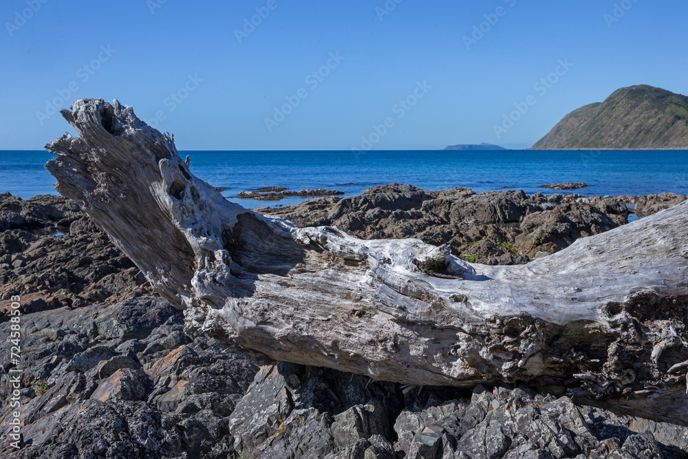 Driftwood at Makara Beach. Ohariu Bay. New Zealand. Wellington area. 