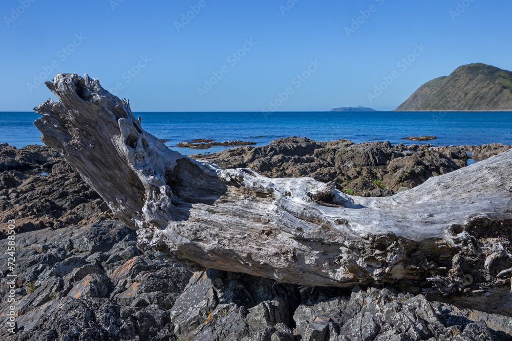 Driftwood at Makara Beach. Ohariu Bay. New Zealand. Wellington area. Driftwood at Makara Beach. Ohariu Bay. New Zealand. Wellington area.