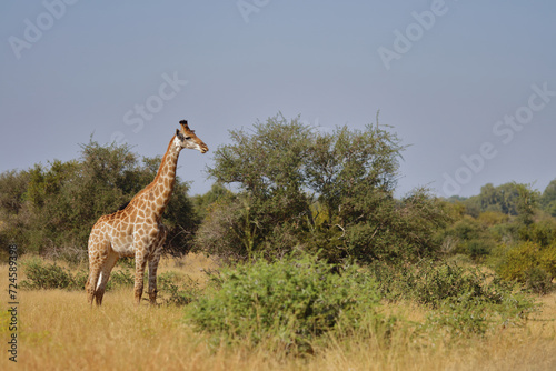 Giraffe / Giraffe / Giraffa camelopardalis