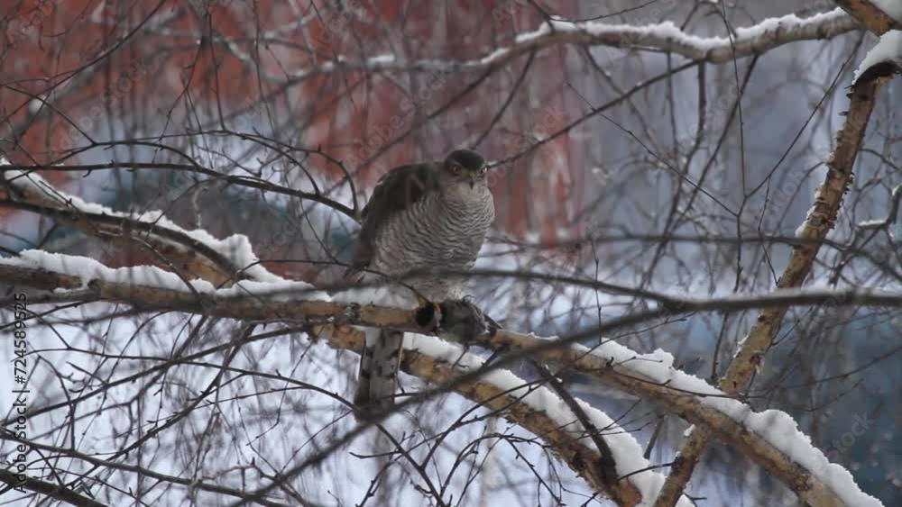 Eurasian sparrowhawk eats a bird on the branch Eurasian sparrowhawk eats a bird on the branch