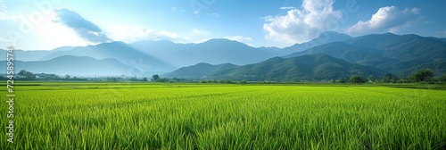 Beautiful photo of rice fields for background