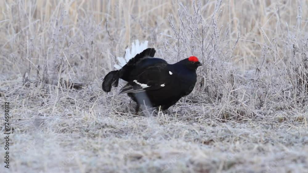 Black Grouse (Tetrao tetrix) in the field Black Grouse (Tetrao tetrix) in the field