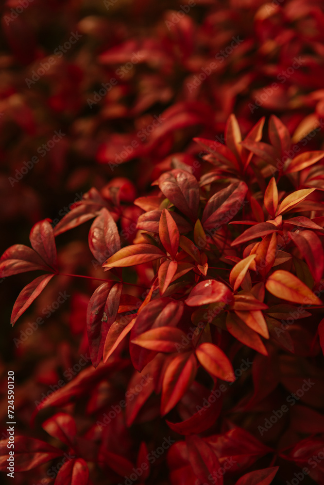 Plant Plant