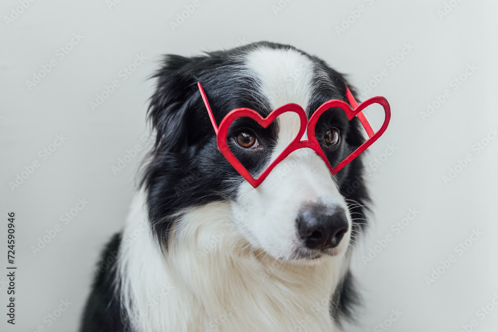 St. Valentine's Day concept. Funny puppy dog border collie in red heart shaped glasses isolated on white background. Lovely dog in love celebrating valentines day. Love lovesick romance postcard