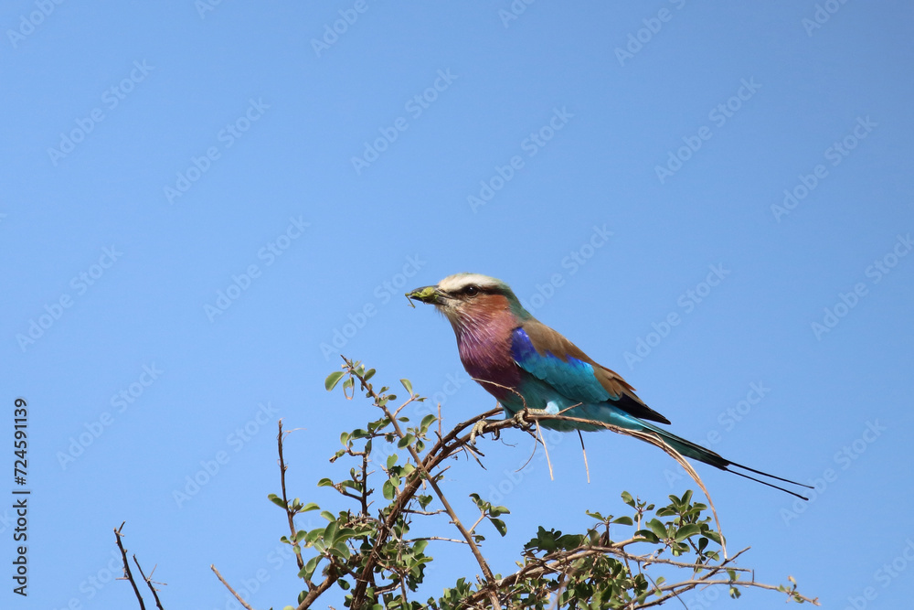 Gabelracke / Lilac-breasted roller / Coracias caudata.. Gabelracke / Lilac-breasted roller / Coracias caudata..