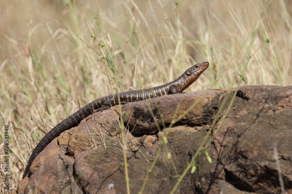 Felsen-Schildechse / Giant plated lizard / Matobosaurus validus