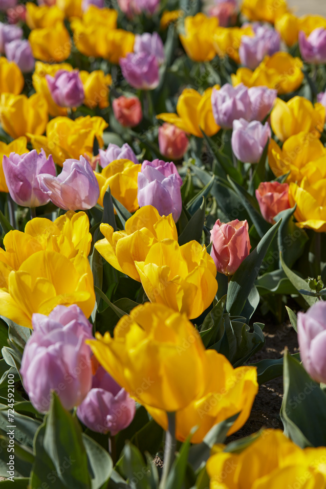 Tulip flowers in yellow and purple colors in spring sunlight Tulip flowers in yellow and purple colors in spring sunlight