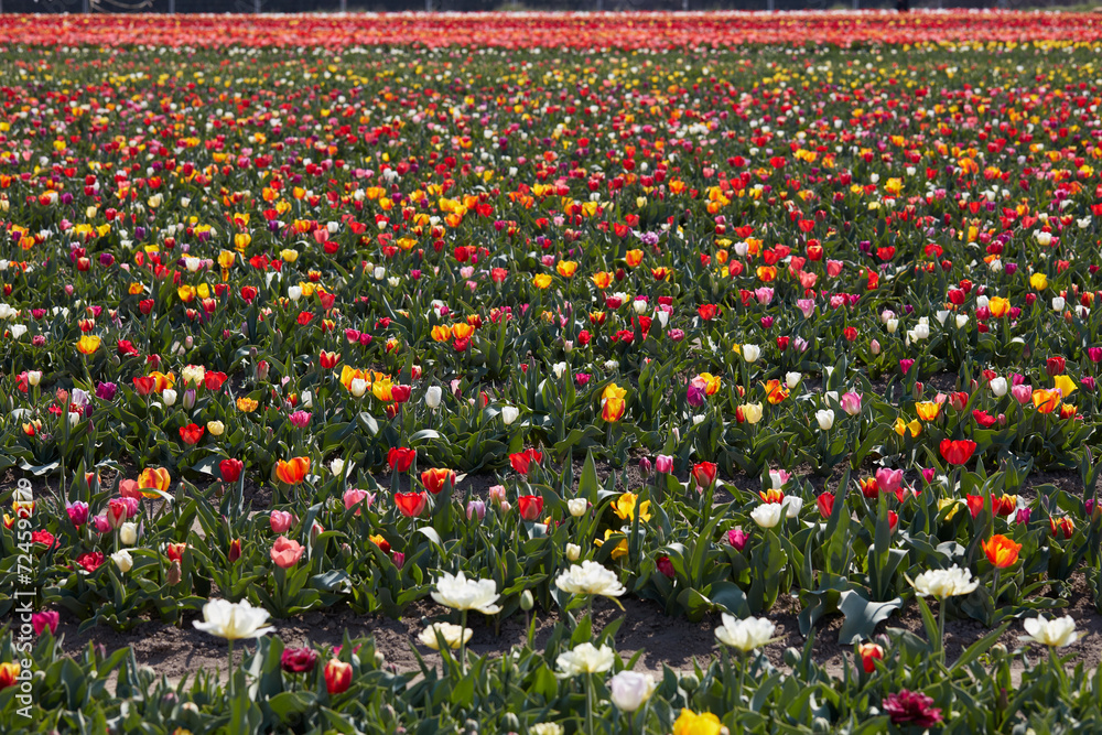 Tulip field with types of flowers and colors in spring sunlight