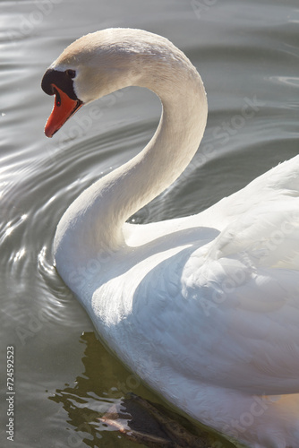 White swan close up in a sunny day