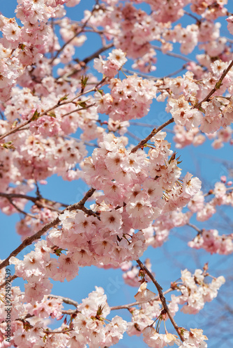 Cherry tree blossom, branches with pink flowers texture background in a sunny spring day, blue sky
