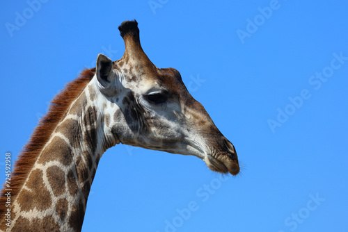 Photography Giraffe / Giraffe / Giraffa camelopardalis