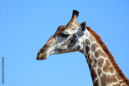 Photography Giraffe / Giraffe / Giraffa camelopardalis