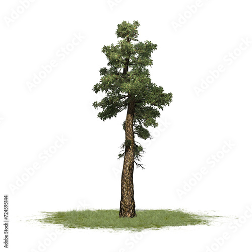 Douglas Fir tree on grass area - on transparent background - 3D Illustration