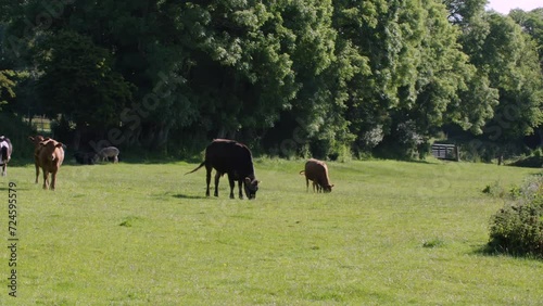 Devon meadow full of cows lush pasture and trees summer morning South Devon