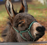 Grey donkey (Equus asinus)