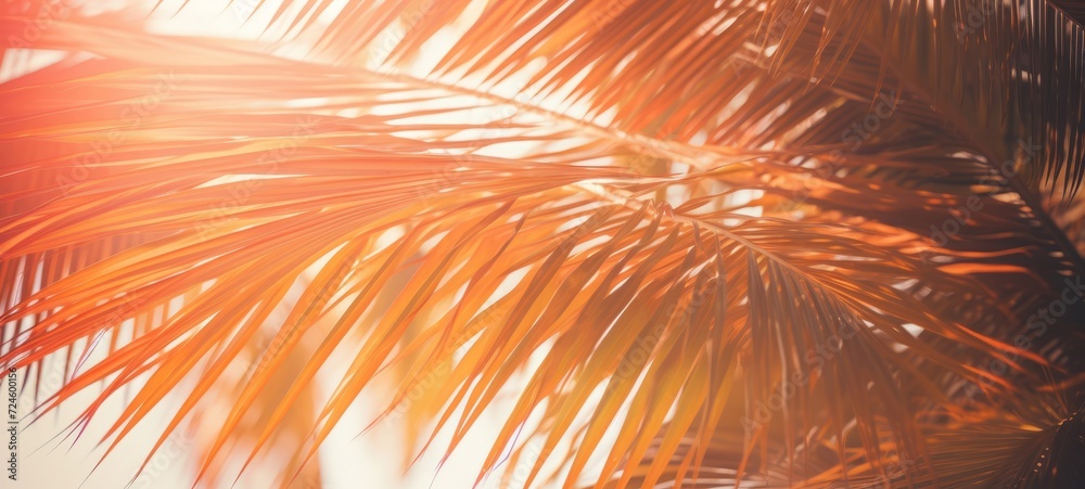 Leaf minimal summer plant texture wallpaper banner background - Closeup of tropical palm tree leaves, illuminated by the sun