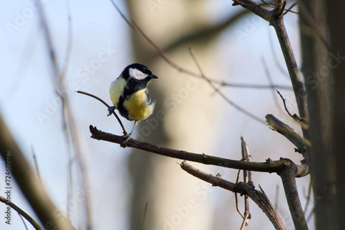 great tit perching on a tree branch