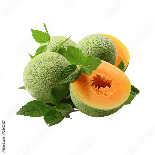 Illustrated melon isolated on white background
