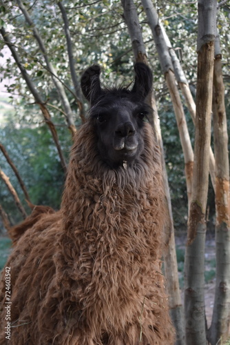 Portrait d'un lama 