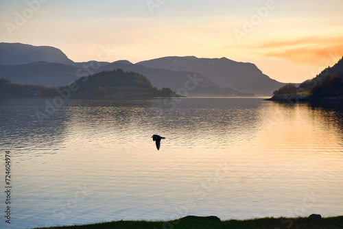 Fjord in Norway at Westcap. Seagull flies over the water before sunset. Mountains