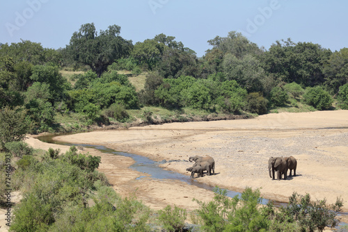 Afrikanischer Elefant im Timbavati River  African elephant in Timbavati River   Loxodonta africana.