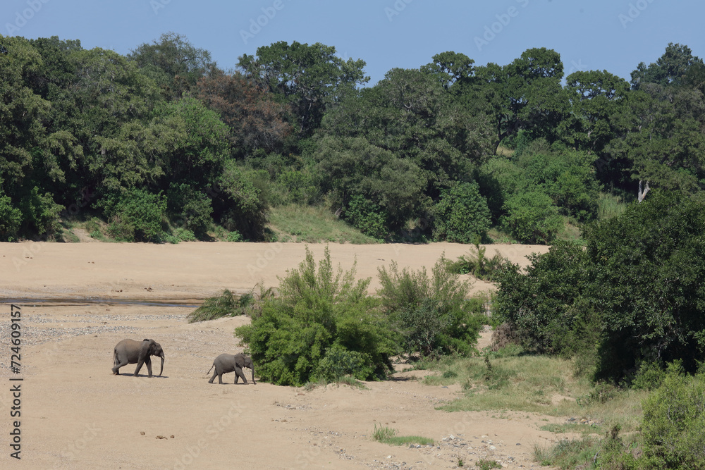 Afrikanischer Elefant am Timbavati River/ African elephant at Timbavati River / Loxodonta africana. Afrikanischer Elefant am Timbavati River/ African elephant at Timbavati River / Loxodonta africana.