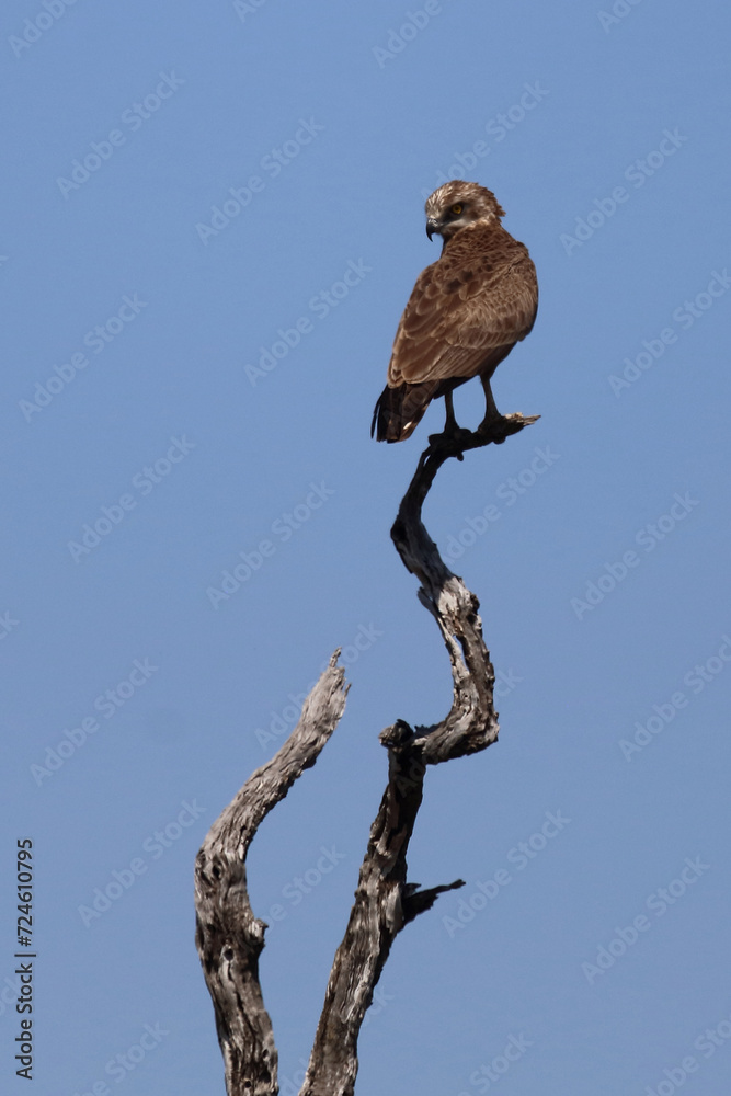 Einfarb-Schlangenadler / Brown snake eagle / Circaetus cinereus. Einfarb-Schlangenadler / Brown snake eagle / Circaetus cinereus.