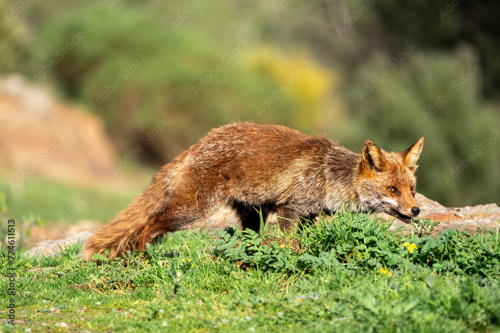 Beautiful side portrait of a common red fox with its mouth open on the grass with vegetation in the background in the Sierra Morena, Andalucia, Spain, Europe