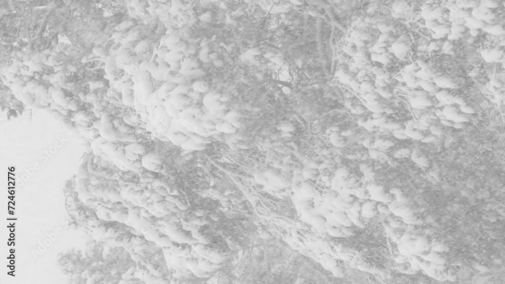 Beautiful Snowy White Forest In Winter Frosty Day. It Is Snowing In Winter Frosted Woods slow mo, slow motion. Blizzard Weather. Beautiful Snowy White Forest In Winter Frosty Day. It Is Snowing In Winter Frosted Woods slow mo, slow motion. Blizzard Weather.