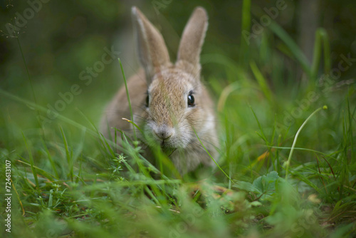 a portrait shot of brown rabbit at backyard grass.