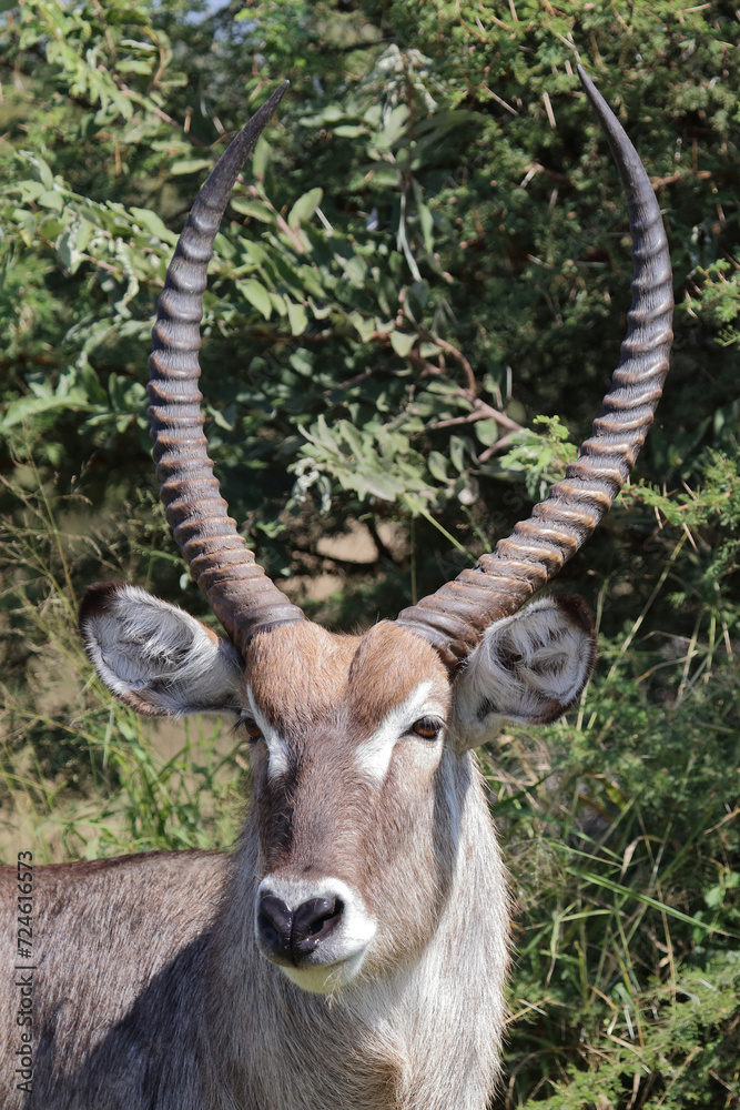 Wasserbock / Waterbuck / Kobus ellipsiprymnus Wasserbock / Waterbuck / Kobus ellipsiprymnus