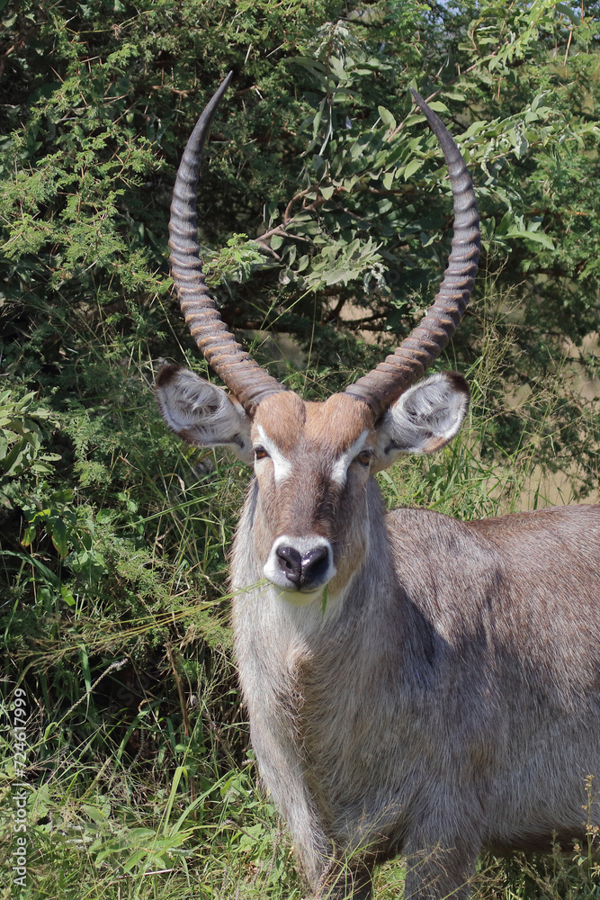 Wasserbock / Waterbuck / Kobus ellipsiprymnus Wasserbock / Waterbuck / Kobus ellipsiprymnus