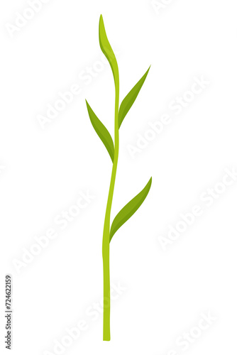 Corn growing stage. Maize growth plant isolated on white background. Farm plant evolving, development stage. Planting process