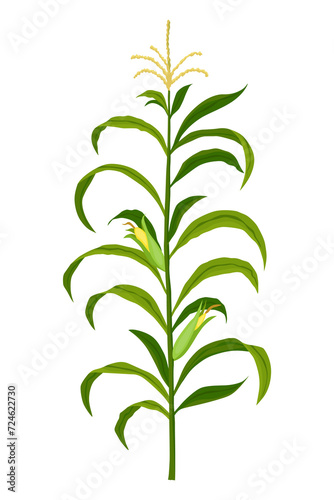 Corn growing stage. Maize growth plant isolated on white background. Farm plant evolving  development stage. Planting process