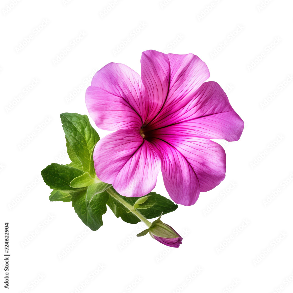 Petunia isolated on transparent background