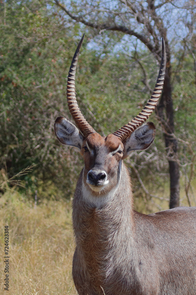 Wasserbock / Waterbuck / Kobus ellipsiprymnus Wasserbock / Waterbuck / Kobus ellipsiprymnus