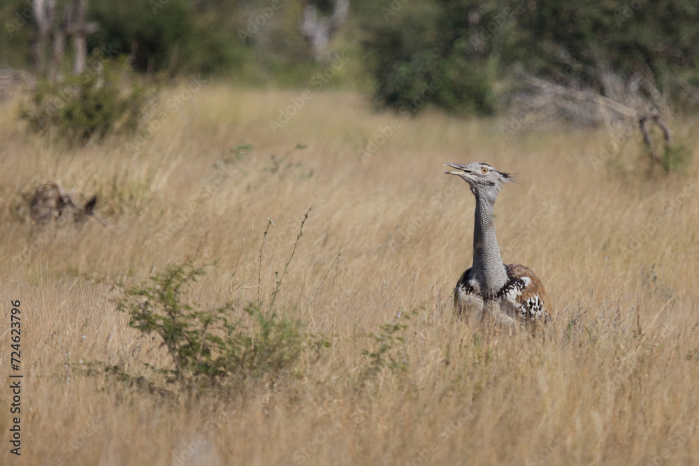Riesentrappe / Kori bustard / Andreotis kori. Riesentrappe / Kori bustard / Andreotis kori.