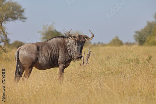 Streifengnu   Blue wildebeest   Connochaetes taurinus