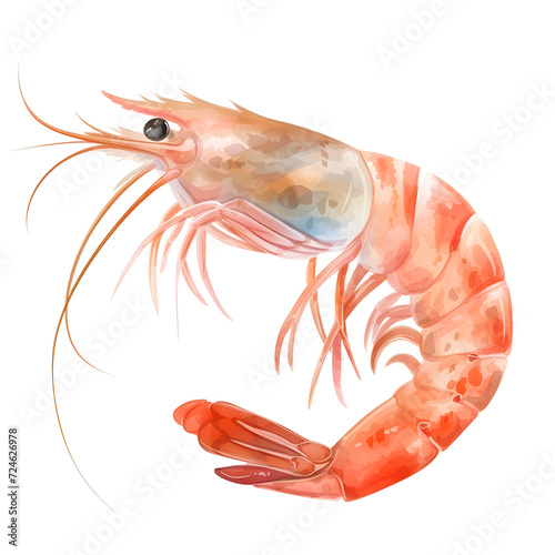 Shrimp in watercolor style isolated on white background